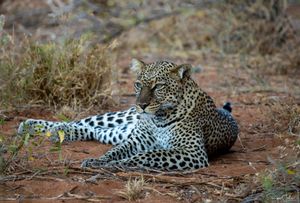 Samburu : The felines