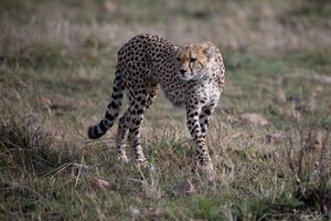 Masai Mara : Les guépards