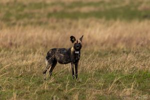 Maasai Mara : The Wild dog