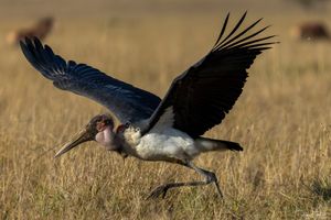 Masai Mara : Les oiseaux