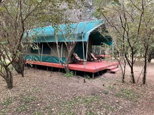 Masai Mara : Melting Pot Safari