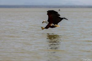 Baringo : Les interactions