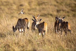 Masai Mara : Divers