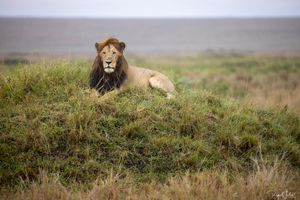 Masai Mara : Half Tail