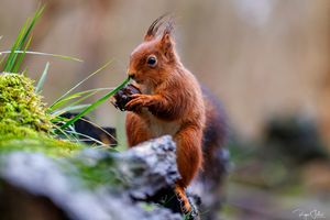 Affût photo : Décembre 2021