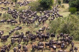 Maasai Mara : The great migration
