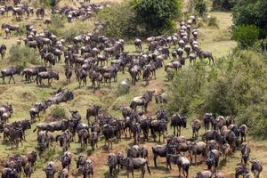 Masai Mara : La grande migration