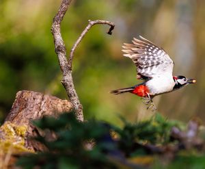 Stage photos : Somme
