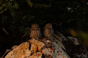 Affut photo : La Chevêche - 04/22