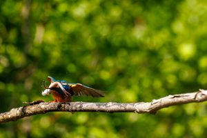 Affut photo : Le Martin - 04/22