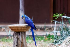Pantanal - Les oiseaux terrestre