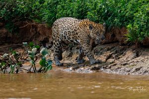 Pantanal : Escursia avis
