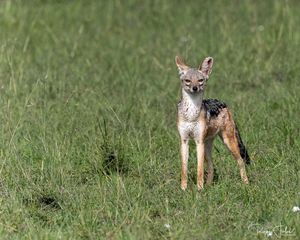 Melting Pot Safari : J1