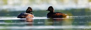 Dombes : Paradis des oiseaux