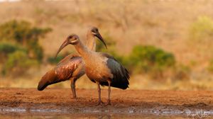Zimanga : Oiseaux - Interactions