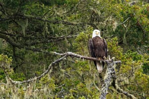 Ile de Vancouver - Les oiseaux