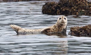 Ile de Vancouver - Les animaux marins
