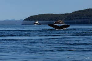 Ile de Vancouver - Baleines