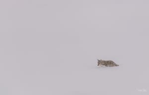 Yellowstone : Coyote