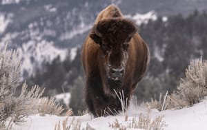 Yellowstone : Le bison