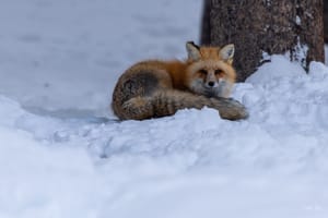 Yellowstone - Le renard