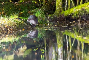 France : La loutre d'Europe
