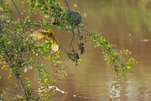 Kenya : Buffalo Springs
