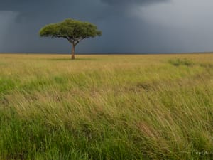 Le Masai Mara : Une autre magie